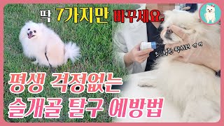 강아지 슬개골 탈구 예방을 위한 7가지 방법. 슬개골 탈구 수술 안하기!