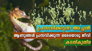 പ്രസവിക്കുന്ന അച്ഛൻ | ആണുങ്ങൾ പ്രസവിക്കുന്ന ഒരേഒരു ജീവി | Seahorses