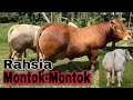 Limosin dan charolais paling montok pernah jumpa