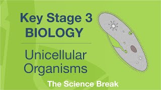 Key Stage 3 Science (Biology) - Unicellular Organisms