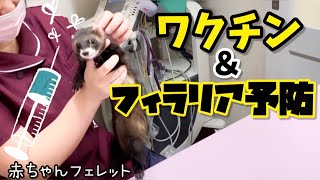 予防接種をうけるフェレット【赤ちゃん】