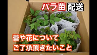 お届け時の蕾や花について