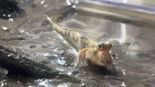 Mudskippers introduced to tidal mangrove tank