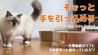 ネズミ君と遊ぶバーマン猫【そぉっと手を引っ込める】Gently withdrow her hand（バーマン猫）Birman/Cat