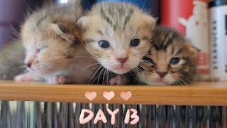 😸Quartet of Kittens A 30 Day Warm Journey – DAY 13