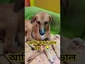 আমি কখন ভাল হব🐕😭 shorts short dog streetdoghappylife viralshorts trendingshorts