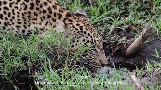 Thirsty Leopard