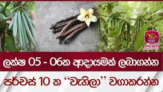 ලක්ෂ 05 - 06ක ආදායමක් ලබාගන්න - පර්චස් 10 ක \