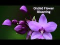 Orchid Flower blooming Time lapse 4K #eswaranisai #flowerblooming #orchidblooming #bloomingtimelapse