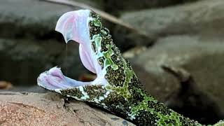 Mangshan Pit Viper, long and beautiful. One of the most endangered venomous snakes on Earth