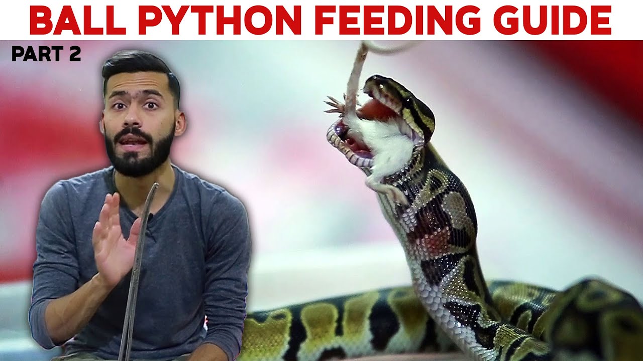 Ball Python Feeding Youtube