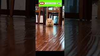 Funny cat | cute cats and dogs reaction animals doing funny things #funnycats #shorts #cats #460