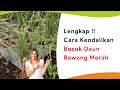 Cara Lengkap! Mengendalikan Penyakit Busuk Daun Antraknosa Tanaman Bawang Merah