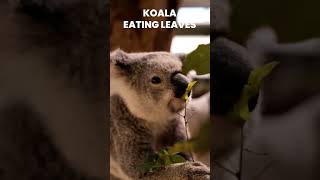 Koala eating leaves