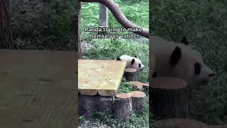 Funny pandas 🤣#funny #funnyanimals #panda #pandasoftiktok #behavior #hilarious #cute #adorable