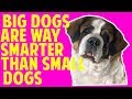 New Study: Bigger Dogs Are Better Thinkers | InnovetPet