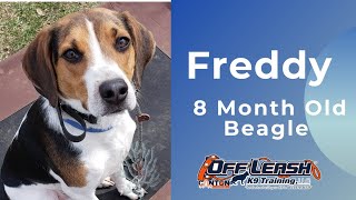 Freddy | 8 Month Old Beagle |  Off Leash Obedience | E-Collar Training