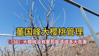 董国峰大樱桃管理（36）大樱桃树没有夏剪能造成多大危害？