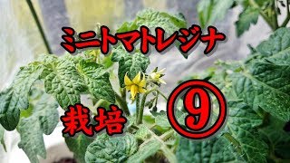 【野菜作り】ミニトマトレジナ栽培 9 /11