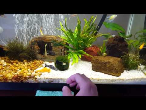 Dealing with the Diatom Bloom (aka brown algae) Dealing with the Diatom Bloom (aka brown algae)