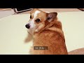 マッサージでとろけるフワモコのコーギー犬