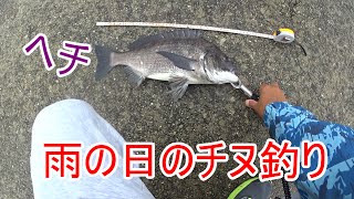 雨のヘチ釣りは良く釣れる「黒鯛チヌ、イガイ」