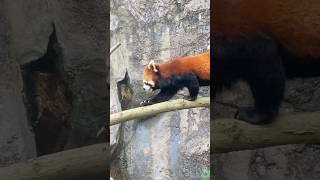 てくてくタオファ2🐾202405 #レッサーパンダ #redpanda #多摩動物公園