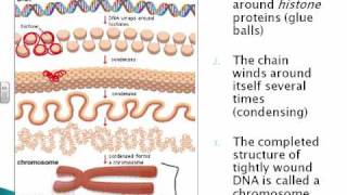 Genes \u0026 Chromosomes Part 1