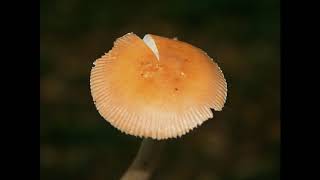 Amanita fulva