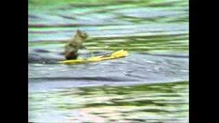 Twiggy The Waterskiing Squirrel 1979