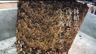 レモンの鉢植え　植え替えをしないと根っこビッチリになってしまいます