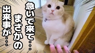 子猫が絶望した顔でニャーニャー騒いでたのでついて行ってみたら...