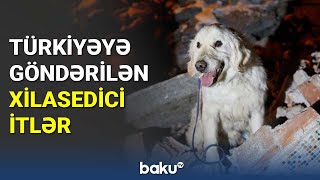 Türkiyəyə göndərilən xilasedici itlər - BAKU TV