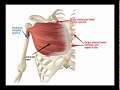 Two Minutes of Anatomy: Pectoralis Major