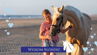 De nieuwe pony Blondie, de eerste maand * Hart voor Paarden *