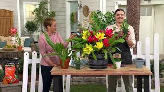 Roberta's 1Pc 2-in-1 Orchid Cactus Live Plant on QVC