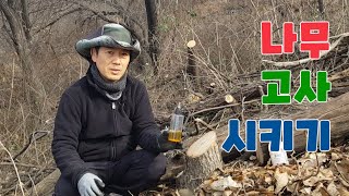 벌목한 나무 고사 시키기 #나무고사시키기 #글라신 #벌목