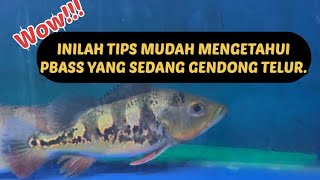 KALIAN WAJIB TAU!!! KENALI INDIKASI IKAN PBASS SEDANG GENDONG TELUR.