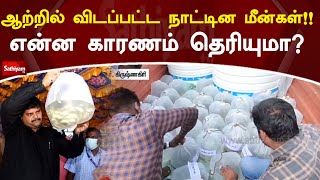 ஆற்றில் விடப்பட்ட நாட்டின மீன்கள்!! என்ன காரணம் தெரியுமா?