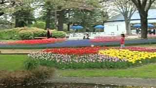 昭和記念公園のチューリップ(２０１２年４月２２日現在)