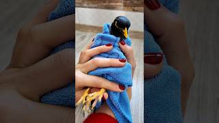 اصلاح ناخن مینا:(how to trim,birds claw)💅🏼#ناخن #پرنده #مینا #nails #claw #birds #shorts #asmrvideo