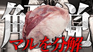 【神戸ビーフ】マル(シンタマ)を分解しながら解説【ショート動画まとめ】