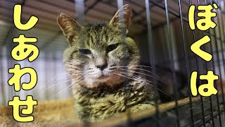 奇跡の3週間！猫エイズキャリアの野良猫が見せる驚きの活力