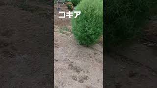 コキア‼️ イチゴを植えてあったところ‼️ 1 m 30ぐらい‼️ まんまるで かわいい‼️