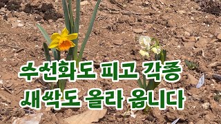 산수유와 생강나무 꽃의 비교/ 작년 야심작 하트 천일홍 꽃밭 정리/ 수선화/ 각종 새싹들