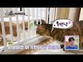 첫 만남은 너무 어려워 고양이 합사의 정석🐾 동물은 훌륭하다 kbs 241012 방송