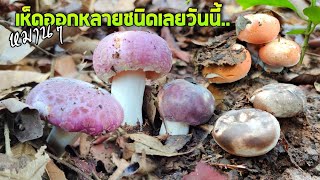 เก็บเห็ดออกใหม่ดอกตูมๆงามๆ ในเดือนเมษายนไม่คิดว่าจะออกเยอะขนาดนี้ picking wild mushrooms