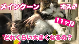 メインクーンのオス♂11ヶ月はどれくらい大きくなるのか？098How big will the Maine Coon male 11 months be?