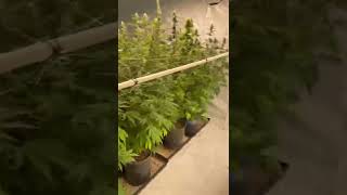 Seed Connect (medical marijuana grow)