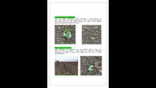 Cotton Crop Fertigation recipe